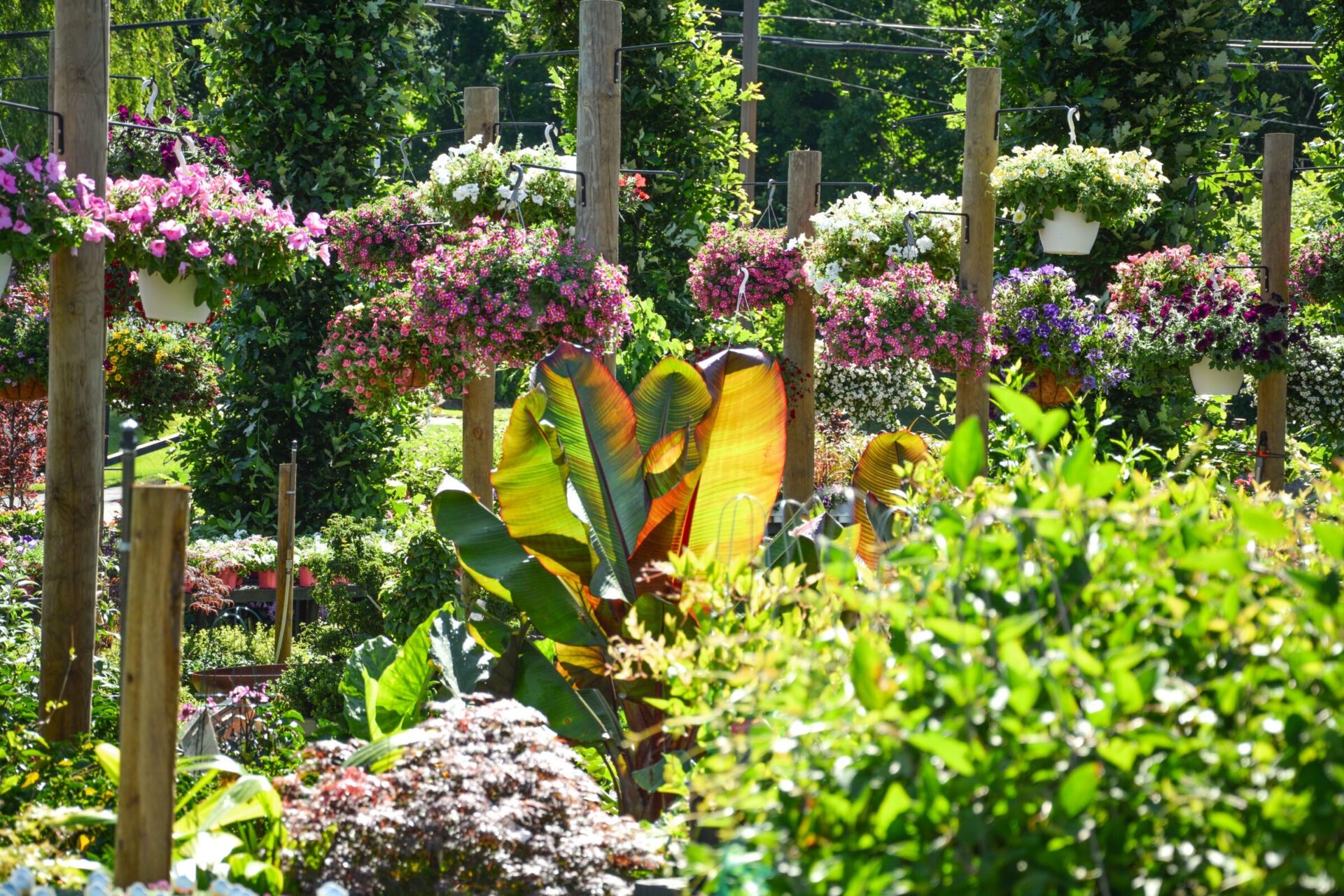A vibrant garden with lush foliage and colorful hanging flower baskets on wooden poles, bathed in sunlight, showcasing a variety of plant life.