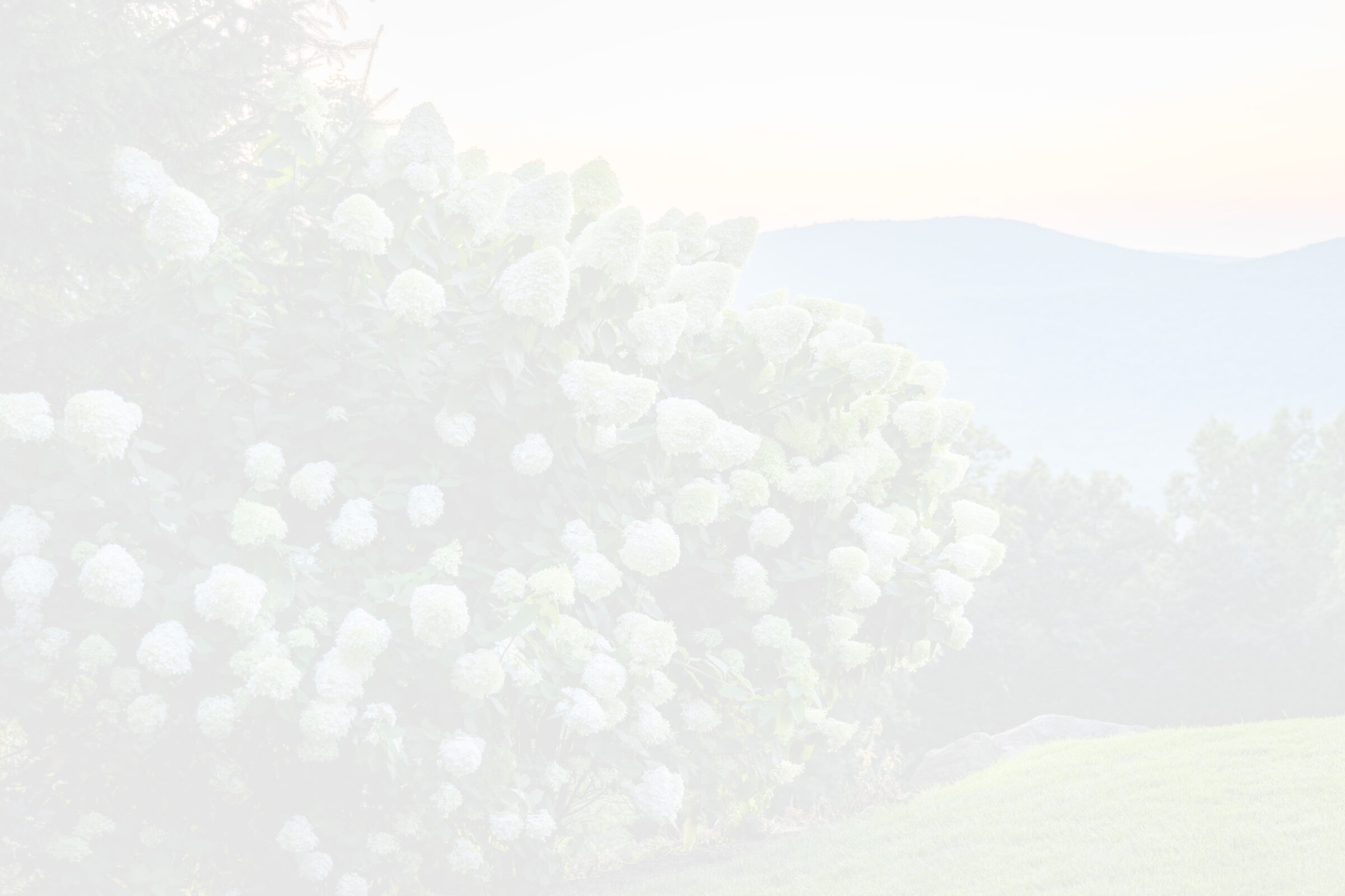 A very light image featuring a large blooming hydrangea bush in the foreground with a faded mountainous landscape and soft sky gradient in the background.
