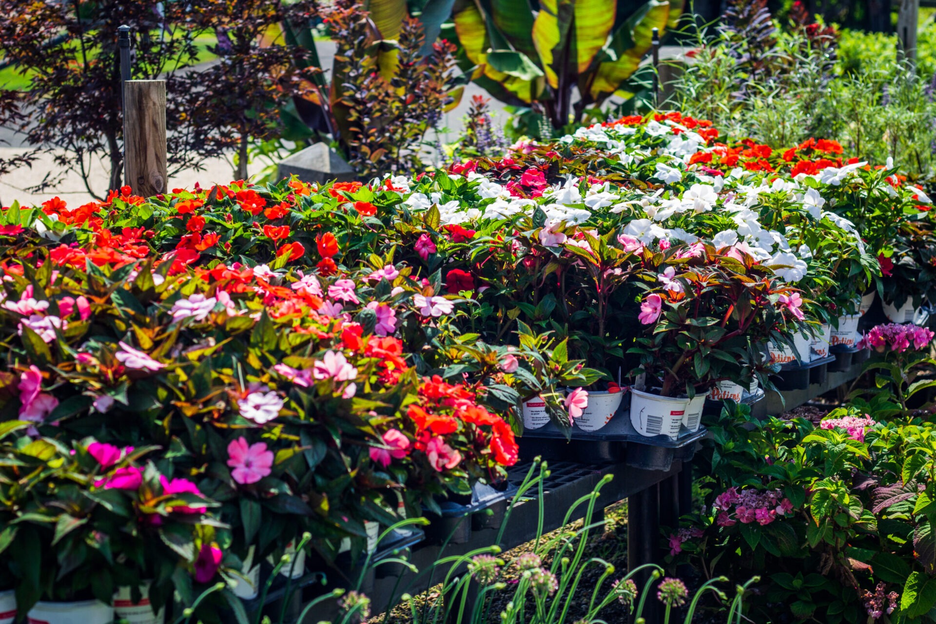 Vibrant clusters of red, white, and pink flowers in pots arranged neatly in an outdoor nursery setting with lush green foliage in the background.
