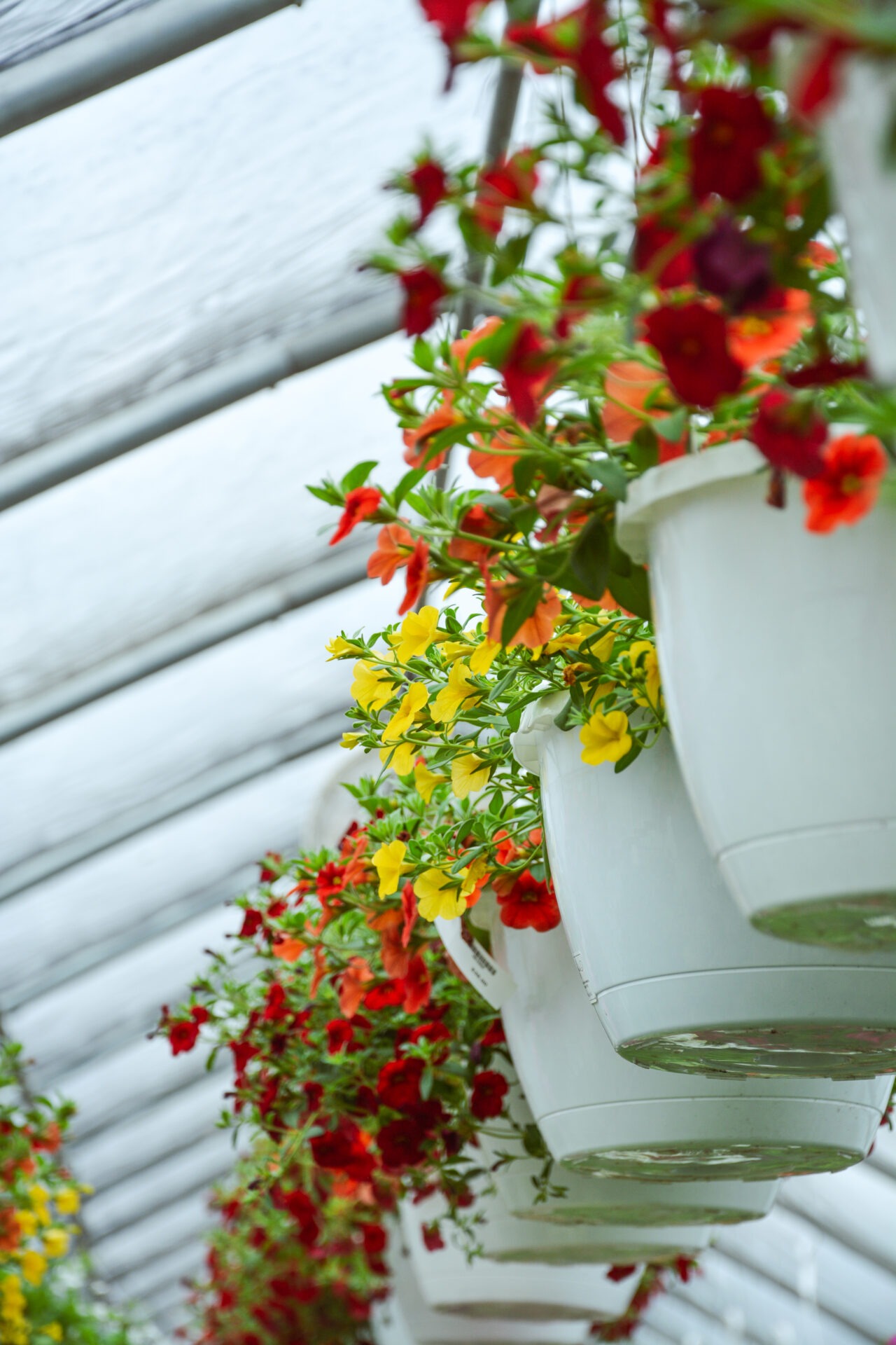 A series of white hanging flower pots adorned with red, orange, and yellow blooms arranged in a greenhouse with slanted translucent roofing panels above.