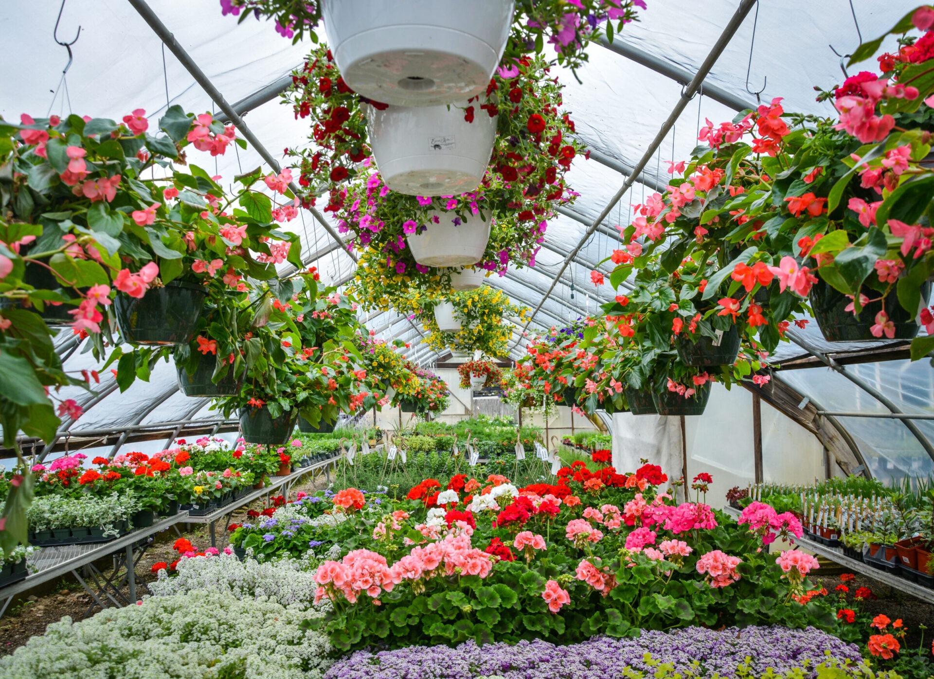 A vibrant greenhouse full of various blooming flowers arranged on shelves and hanging planters, with a translucent ceiling filtering daylight.
