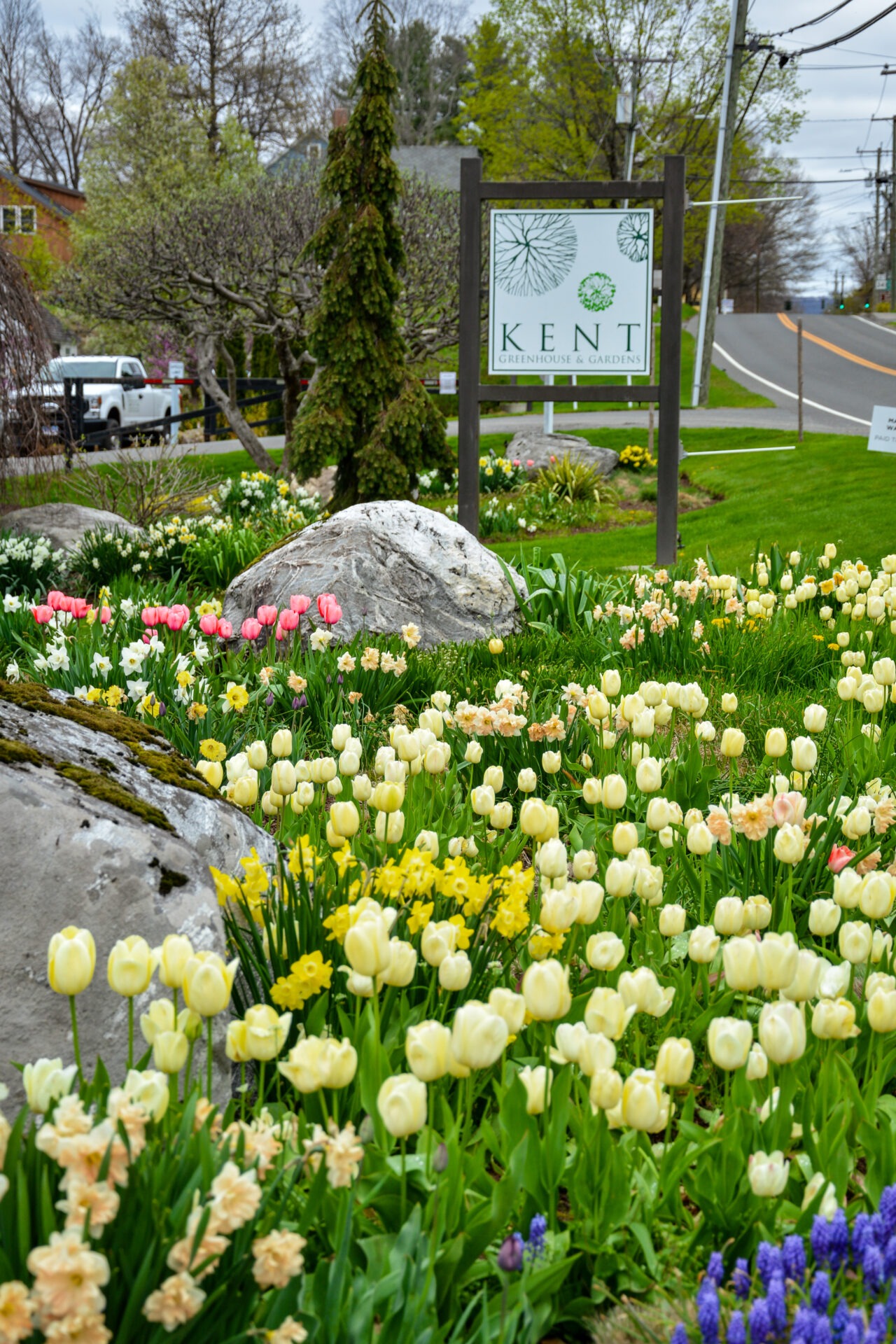 A vibrant garden bursting with yellow and pink tulips and daffodils beneath a sign reading "KENT Greenhouse & Gardens," with a suburban street backdrop.